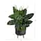 4ft. Peace Lily Plant in Black Planter with Stand